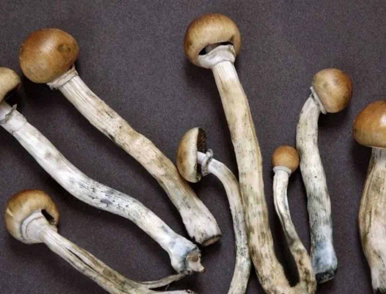 Cogumelo alucinógeno mostra potencial terapêutico contra depressão em estudo
