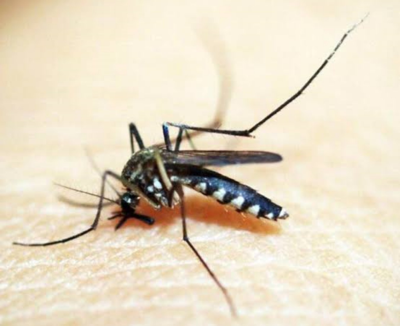 Dengue pode elevar risco de Guillain-Barré e reforça atenção do farmacêutico clínico nas arboviroses