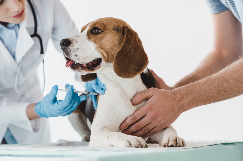 Desafios do farmacêutico na manipulação de medicamentos veterinários