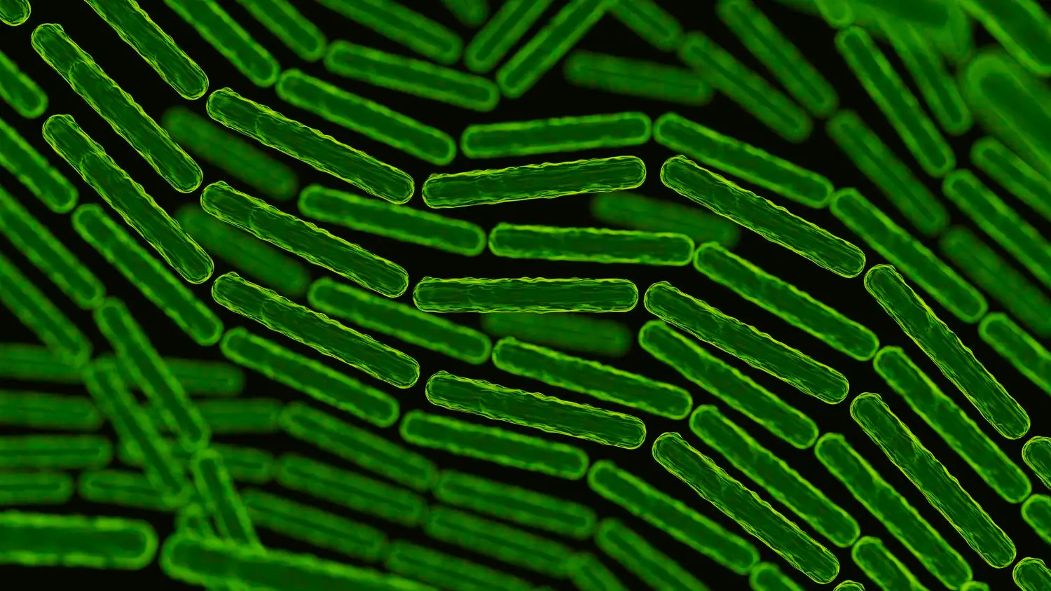 FBI acusa cientista chinês de contrabandear bactéria mortal