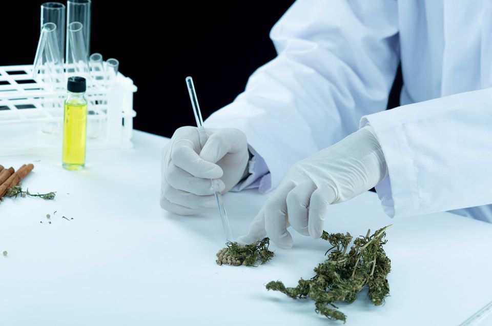 Farmácia homeopática é autorizada a manipular medicamentos à base de cannabis