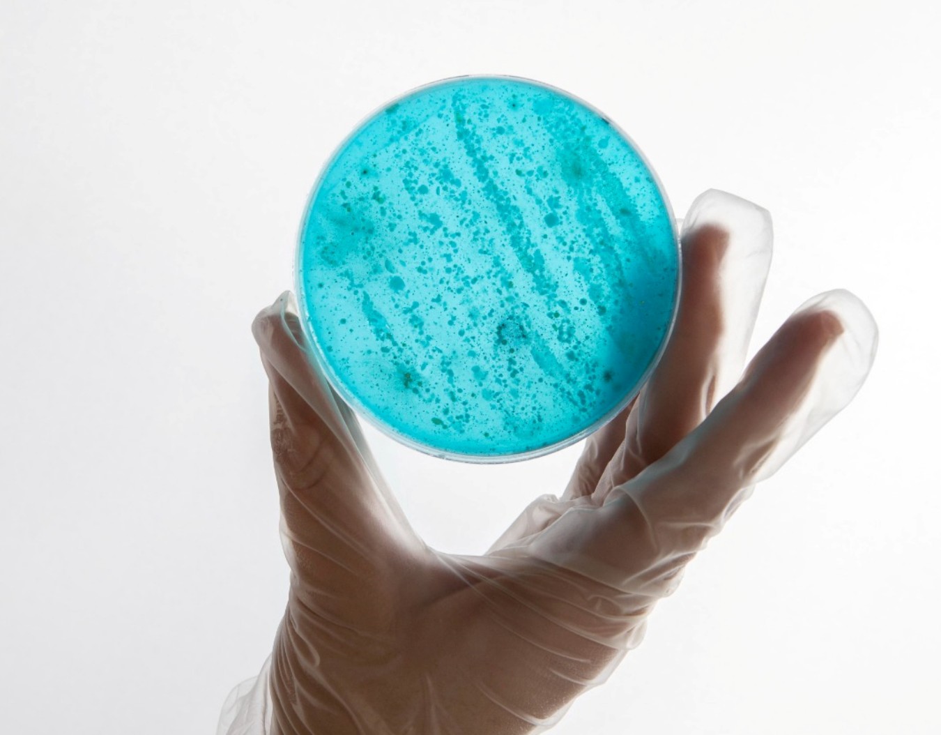 Laboratório de microbiologia: proteção final contra contaminações e endotoxinas na indústria farmacêutica