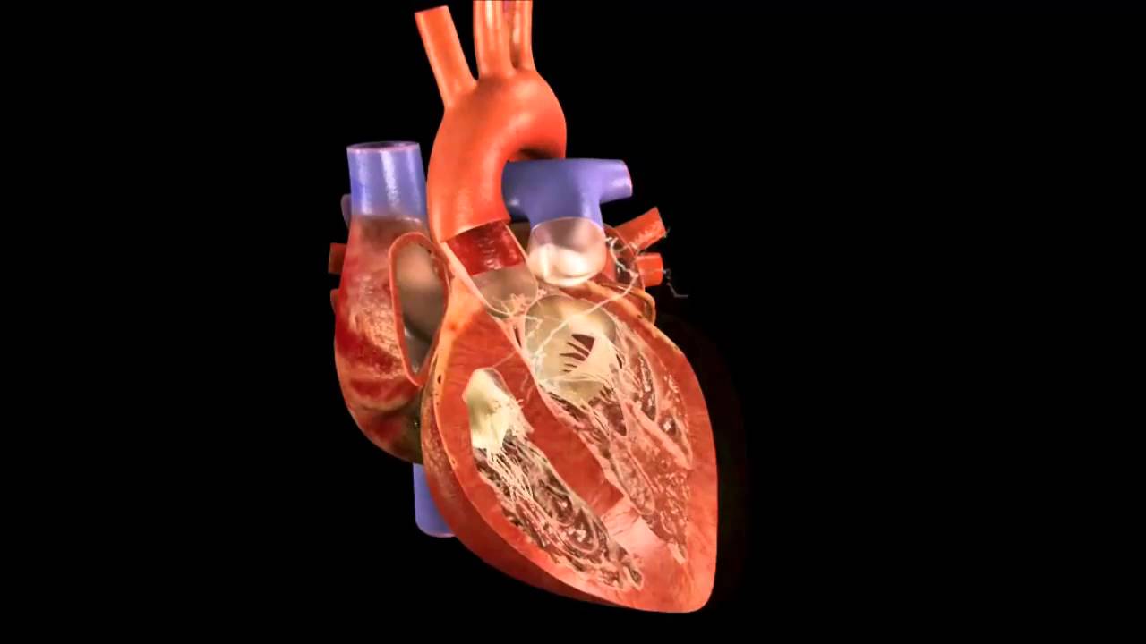 Libbs Farmacêutica investe US$ 1 milhão em pesquisa sobre regeneração do tecido cardíaco