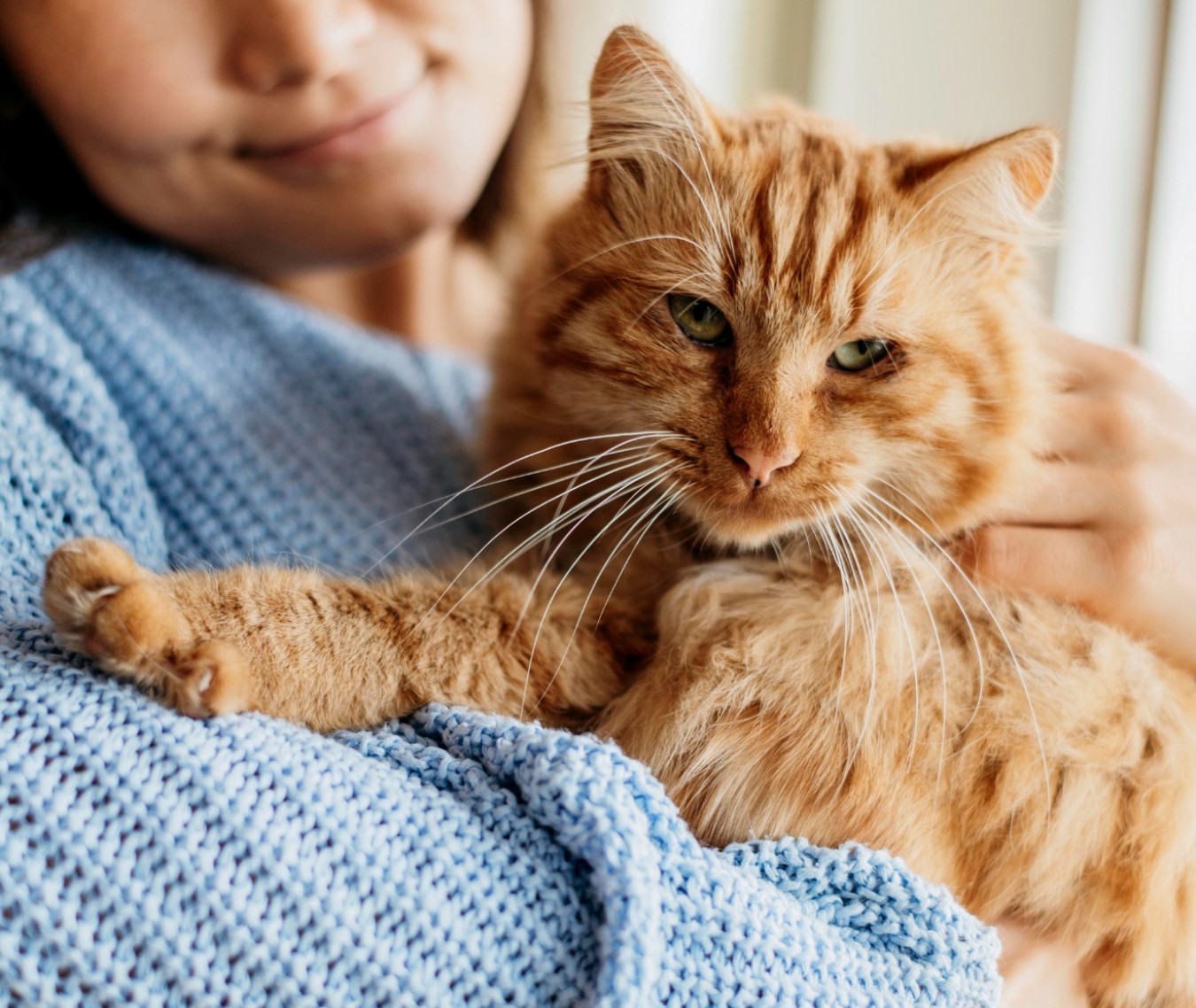 Medicamentos de perda de peso podem transformar gatos em ozempets
