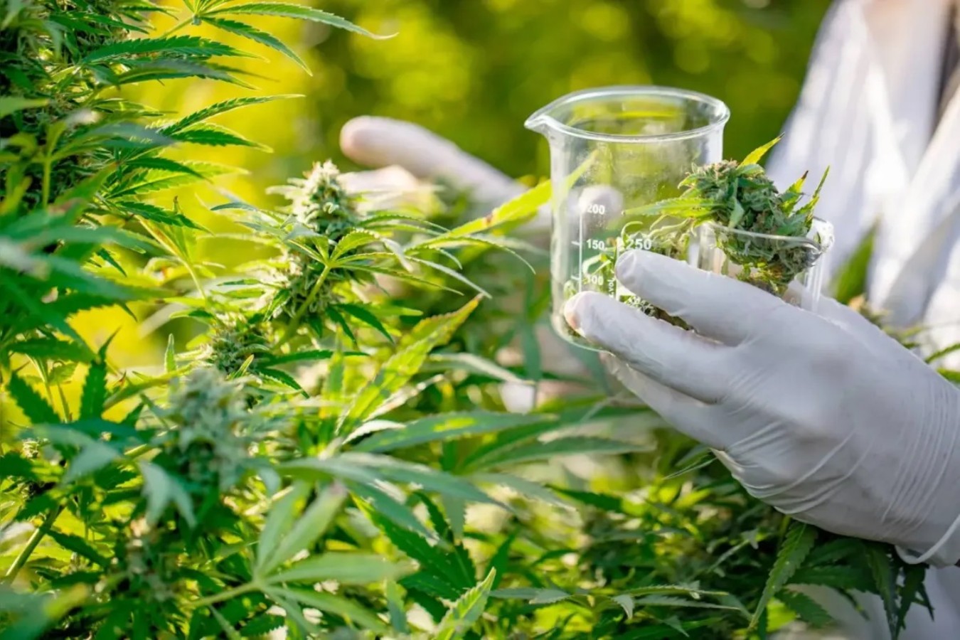 Novas regras da Anvisa abrem caminho para polo de cannabis medicinal no Brasil