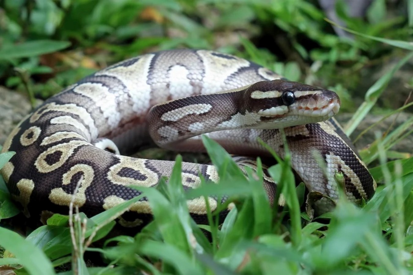 Pesquisa aponta sangue de píton como base para novo medicamento contra obesidade