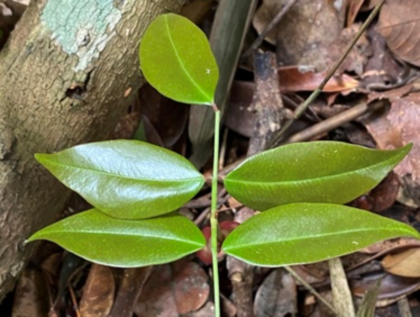 Planta da Amazônia revela potencial antiviral contra o coronavírus, aponta estudo