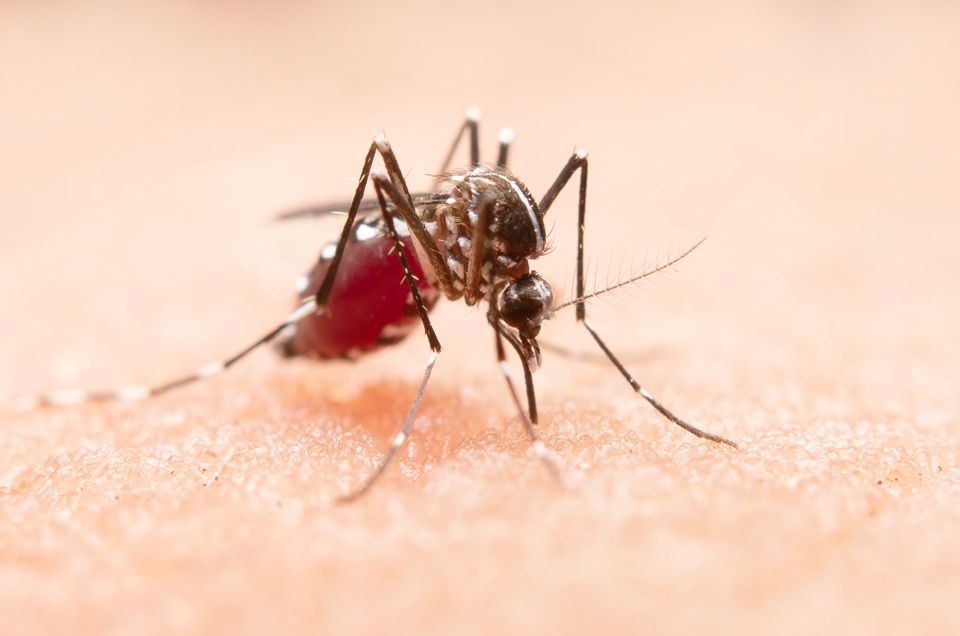 Quem já teve dengue tem maior risco de desenvolver sintomas da Covid-19