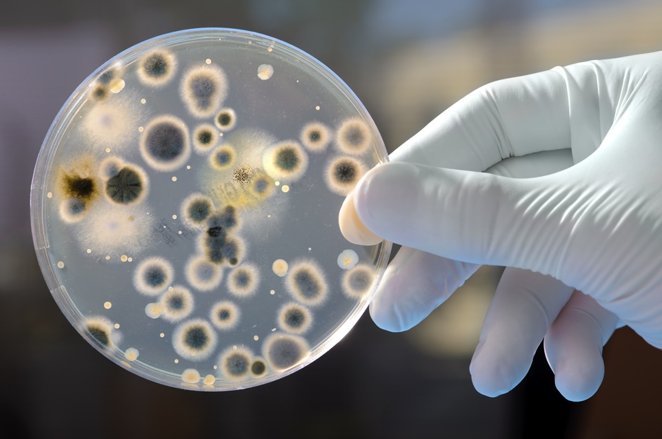 Superbactérias versus novos antibióticos: quem vai vencer essa guerra?
