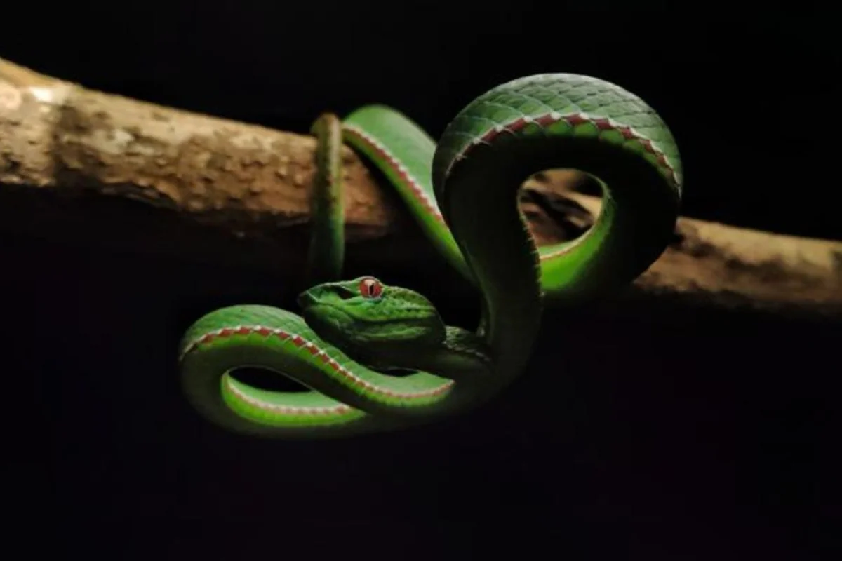 Tecnologia de vacinas mrna avança no combate a picadas de cobra