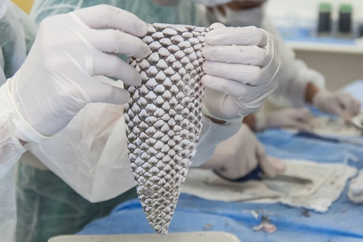 Universidade abre mão da patente, e curativo de tilápia entra na etapa de aprovação da Anvisa para uso em hospitais