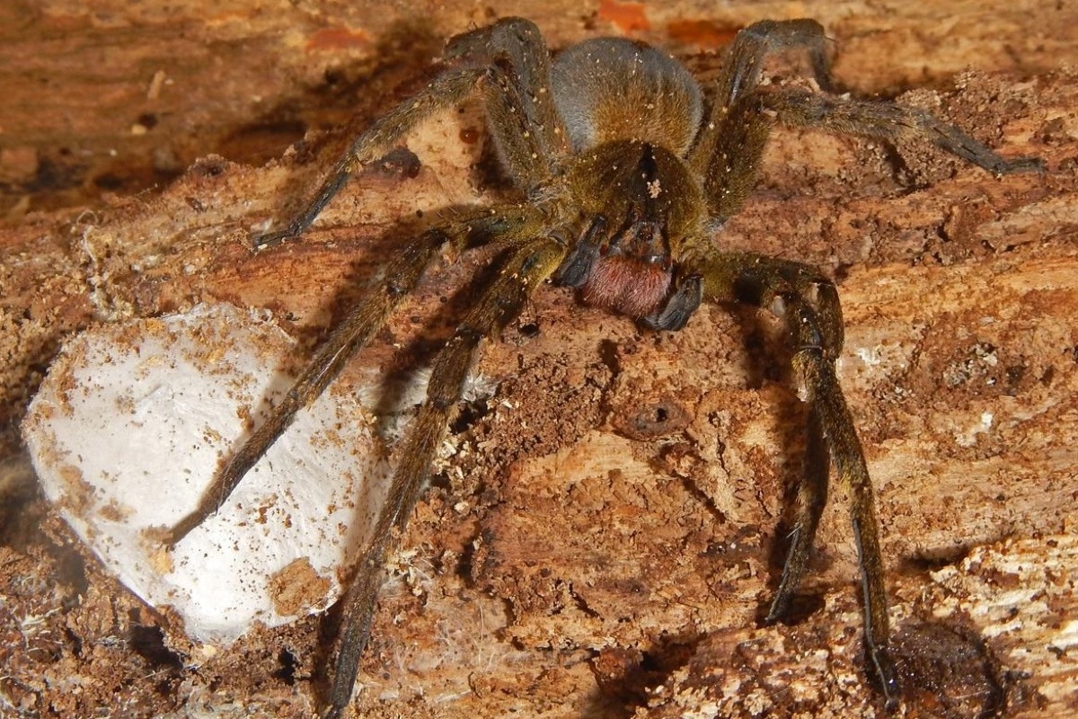 Veneno de aranha que provoca priapismo vira alvo de estudos científicos
