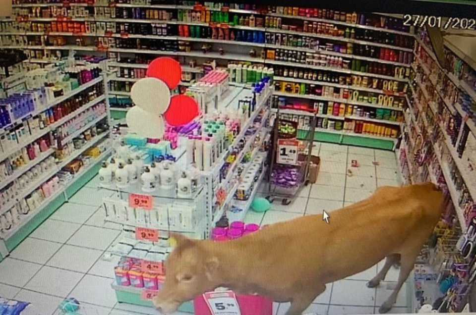 Vídeo: Vaca invade farmácia e é adotada pela farmacêutica