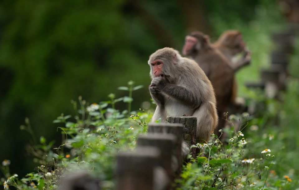 Vírus raro de macaco faz primeira vítima humana na China