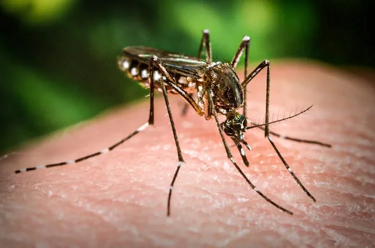 Brasil inaugura a maior biofábrica de mosquitos do bem do mundo, com capacidade de produzir 100 milhões de ovos por semana.