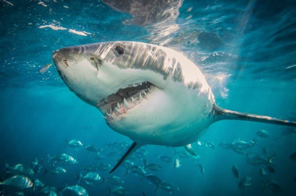 Biofarmacêutica produz insumo para vacina que evita matança de tubarões