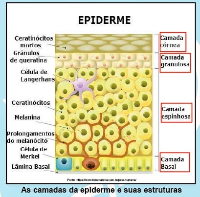 epiderme