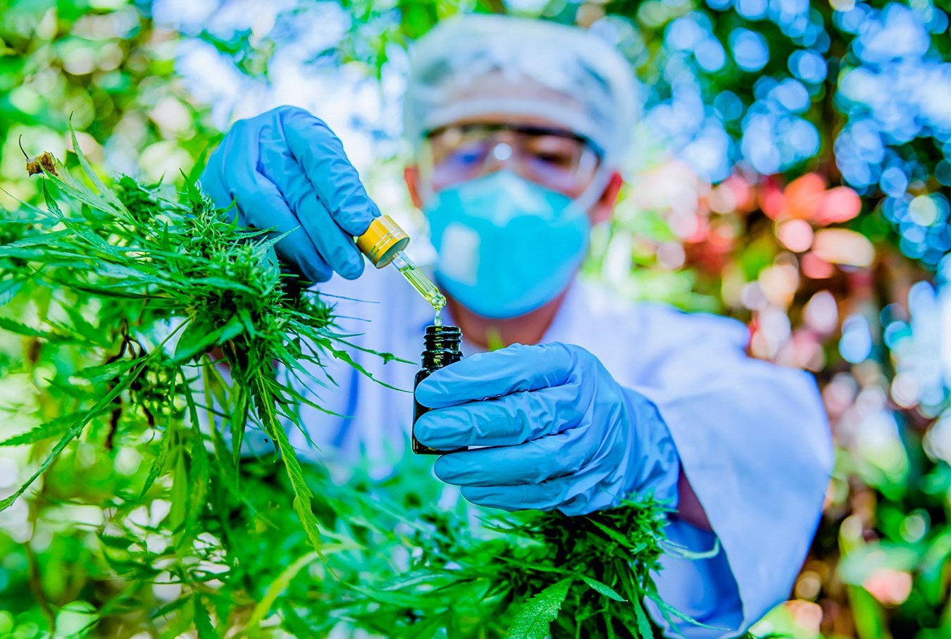 CFF aprova norma que amplia atuação do farmacêutico na cadeia da Cannabis medicinal