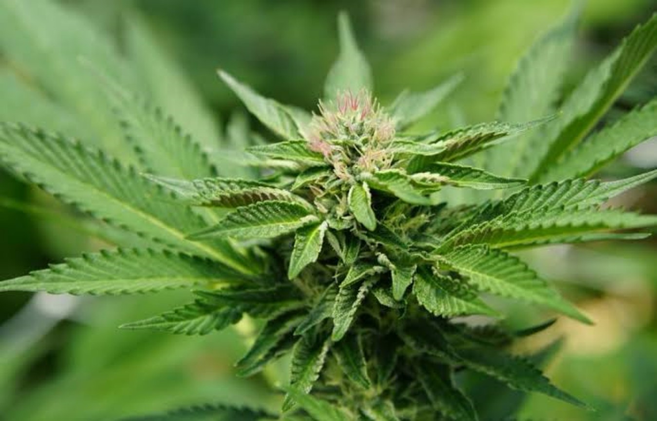 Derivado do CBD alivia dor neuropática sem provocar “barato” da cannabis