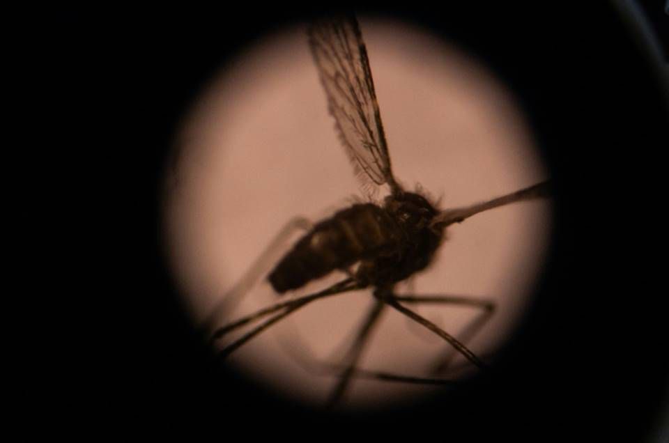 Mosquito transmissor da malária ameaça contaminar milhões de pessoas 