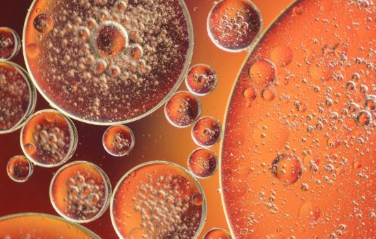 Pesquisadoras descobrem proteína que impede a queima de gordura