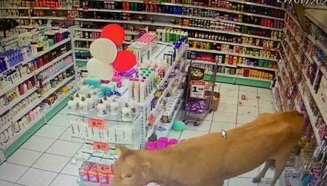 Vídeo: Vaca invade farmácia e é adotada pela farmacêutica