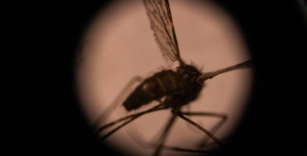 Mosquito transmissor da malária ameaça contaminar milhões de pessoas