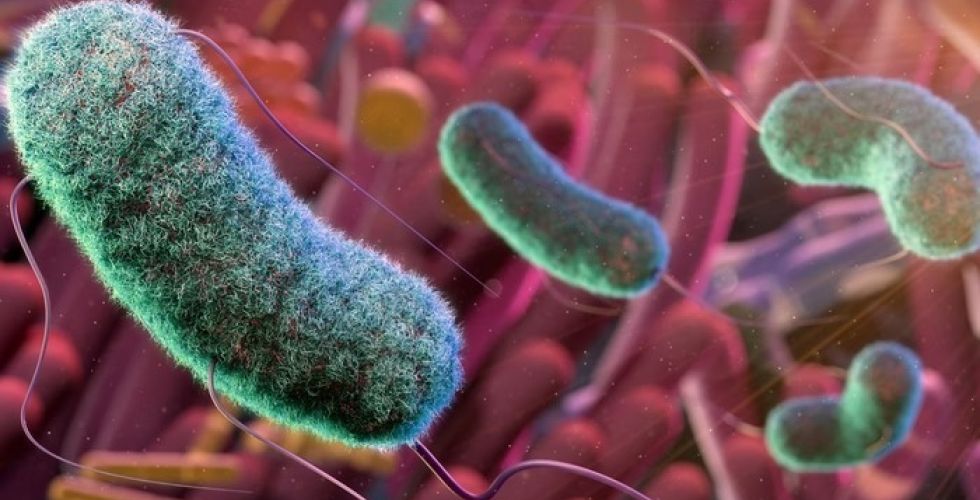 Estudo descobre como bactéria intestinal realiza a quebra da glicose