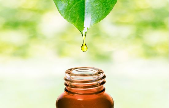 A CARREIRA DO FARMACÊUTICO ESPECIALISTA EM FITOTERÁPICOS