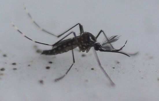 Alexandre Padilha confirma que Anvisa deve aprovar vacina da dengue do Butantan ainda este ano
