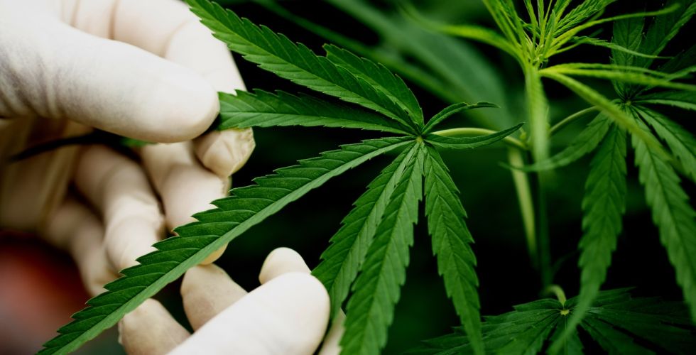 Estudo brasileiro indica que cannabis medicinal pode retardar a progressão do Alzheimer