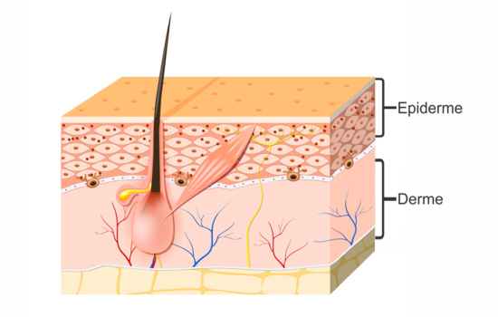 Atenção Farmacêutica – prescrição em doenças dermatológicas