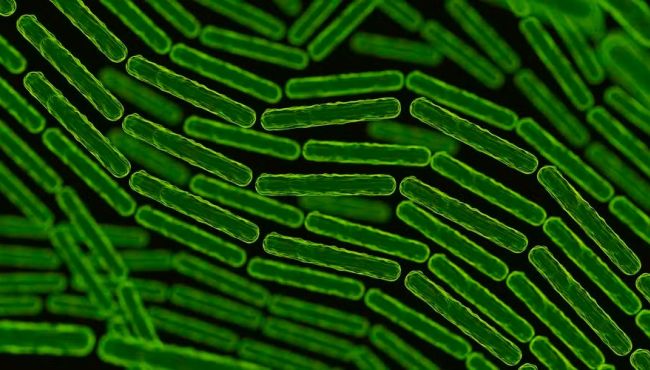 Cientistas identificam bactéria que poderá substituir medicamentos como o Ozempic
