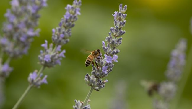 Farmacêutica pesquisa a biodiversidade brasileira para tratamento anticâncer