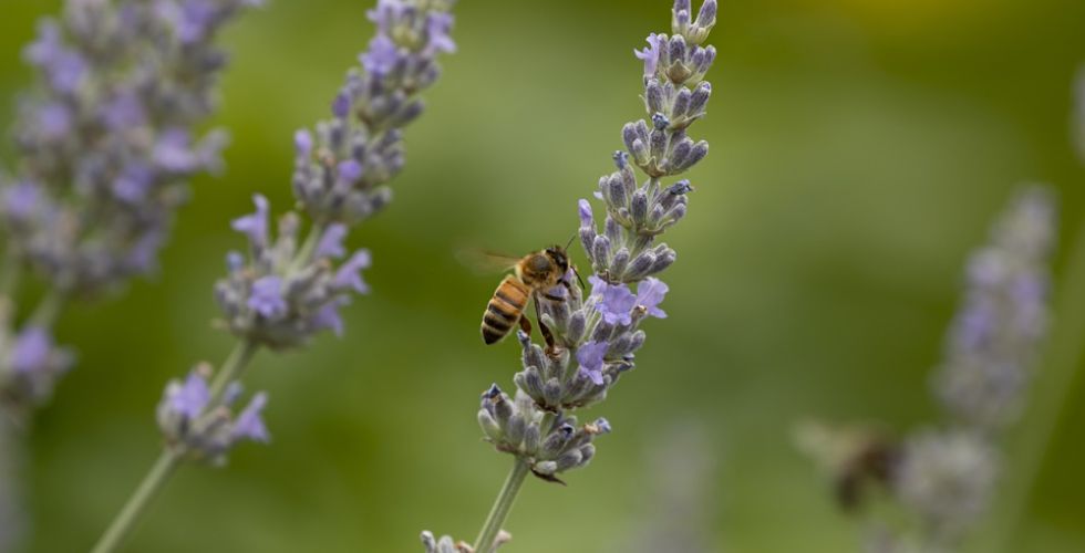 Farmacêutica pesquisa a biodiversidade brasileira para tratamento anticâncer