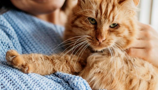 Medicamentos de perda de peso podem transformar gatos em ozempets