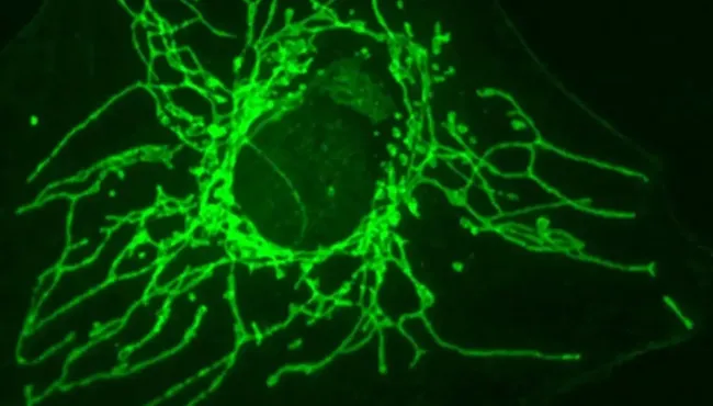 Nova molécula age contra o câncer sem afetar células normais Autor metrópoles