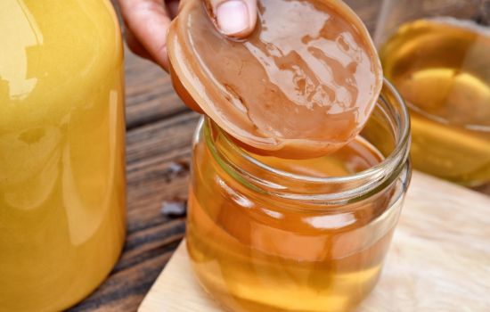 Celulose de kombucha se destaca como biomaterial para curativos de feridas