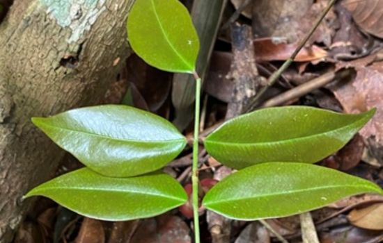 Planta da Amazônia revela potencial antiviral contra o coronavírus, aponta estudo