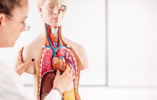 Farmacoterapia e Fisiopatologia do sistema cardiovascular