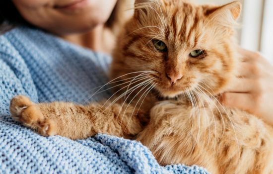 Medicamentos de perda de peso podem transformar gatos em ozempets