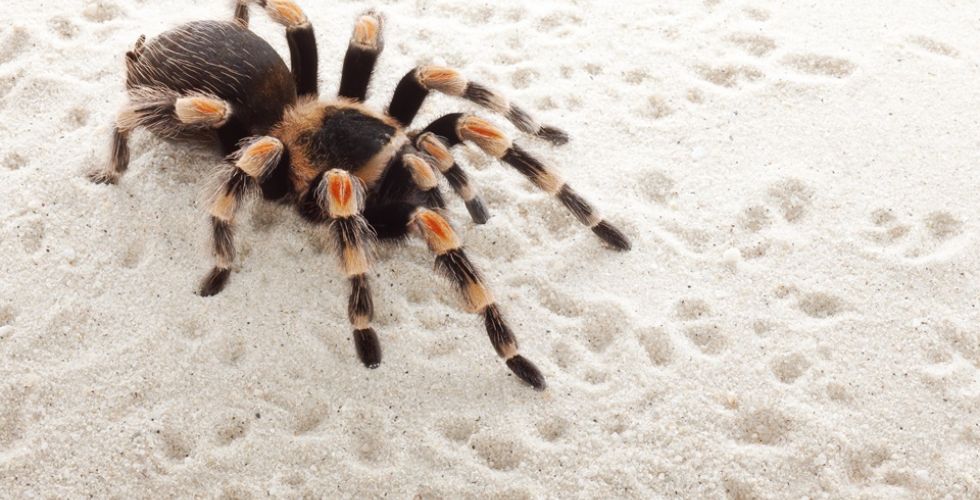 Novo medicamento para disfunção erétil é feito com veneno de aranha