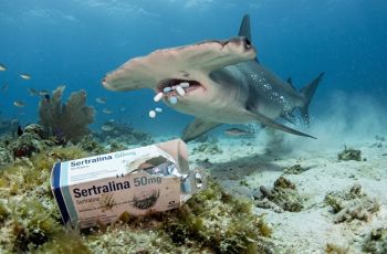 Pesquisadores da UFRJ encontram sertralina no cérebro de tubarões-martelo no Rio