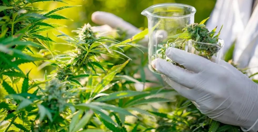 Novas regras da Anvisa abrem caminho para polo de cannabis medicinal no Brasil