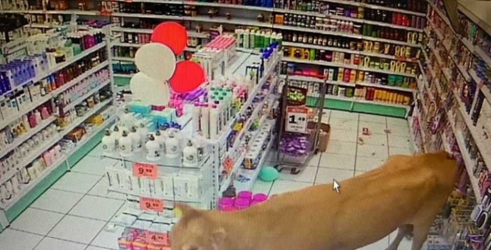 Vídeo: Vaca invade farmácia e é adotada pela farmacêutica