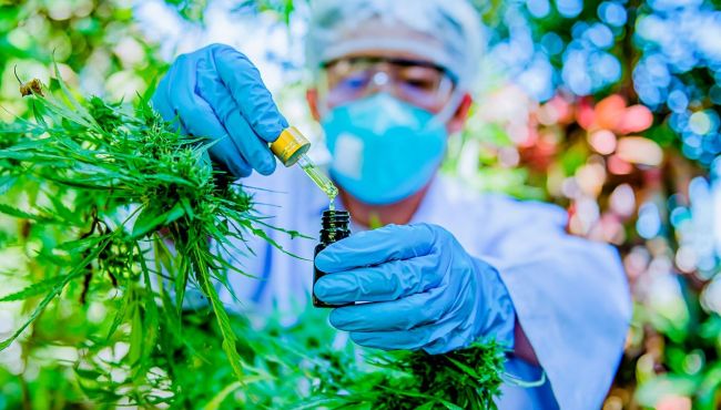 CFF aprova norma que amplia atuação do farmacêutico na cadeia da Cannabis medicinal
