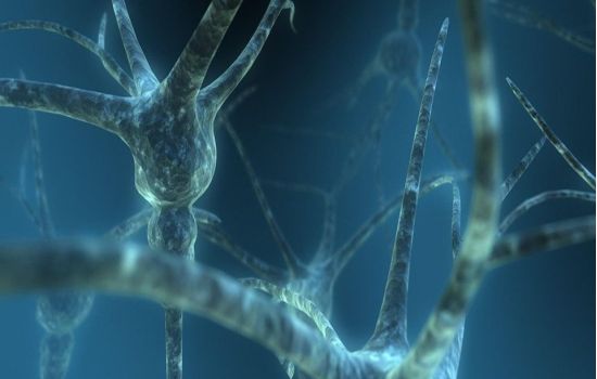 Proteína identifica qual célula do cérebro é mais vulnerável ao Alzheimer