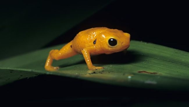 Veneno de sapo brasileiro revela potencial terapêutico contra AVC e inspirar novo tratamento cardiovascular