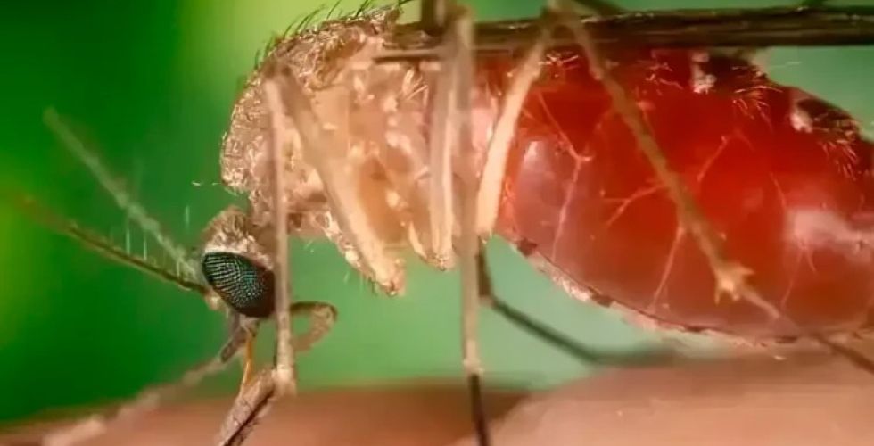 Febre de Oropouche  já tem quase 3 mil casos no Brasil em 2025