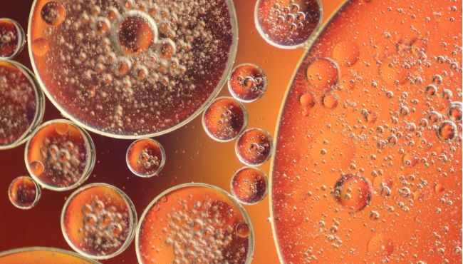 Pesquisadoras descobrem proteína que impede a queima de gordura
